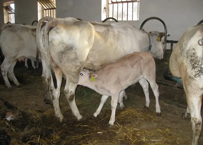 Landsted Cascina Ponchietta Montà